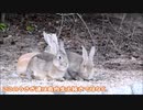 うさぎの島を巡る旅