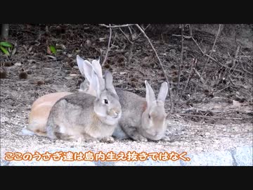 うさぎの島を巡る旅