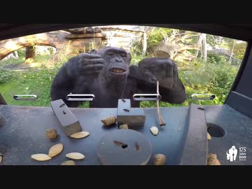 人気の 猿 サル 動画 61本 ニコニコ動画