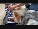 針治療を受けるワンコ（パピヨン）7