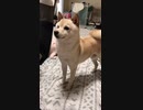 白い物＝俺