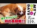 待て新記録！けっこう頑張るワンコ