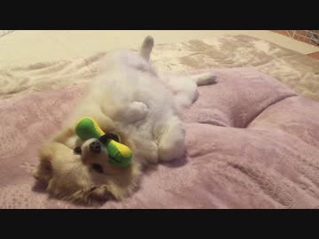 遊び中に力尽きたポメラニアンモモ