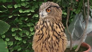 「掛川花鳥園」の鳥の詰め合わせ動画