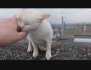 人懐っこい猫