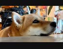 ドッグランを羨ましそうに見つめる柴犬ももっぷが、ドッグランに行って「ヒャッハー！」する動画