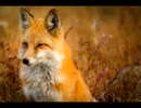 続・好きな音楽テーマ別うｐ・F曲編