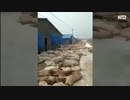 驚愕！愕然！中国の闇市で病死した豚を取引＝アフリカ豚コレラ拡散