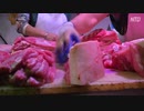 コレラ豚の肉が市場で大量流通
