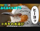 0114【コガモの水浴び】ユリカモメやヒヨドリ✨【今日撮り野鳥動画まとめ】生き物語