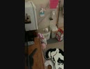 トイレ中に撮影されてることに気づいた瞬間のねこ