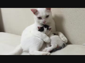 ちびコネコチャン、オス猫母さんの暴走母性を止める