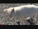 野良猫ちゃん、静電気でパチッっとなる（子猫への授乳シーンも有り）