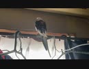 窓際のチッポちん