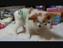 キョロキョロするワンコ（パピヨン）1