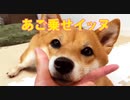 手を差し出されたらあごを乗せずにはいられないイッヌ【柴犬ももっぷの日常】