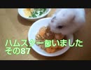 ハムスター飼いました。その87～今日の雪くんとごはんの時間～