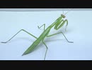 ［閲覧注意!!］再編集　オオカマキリ(幼虫）にゴキブリを食べさせてみた。(Tenodera aridifolia)