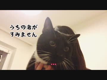 【ねことドイチ】エッティンガーピルスとエクスポートと酔っ払い