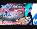 スズメちゃん『めっ！』冬のひととき♪【wicked sparrow of winter】