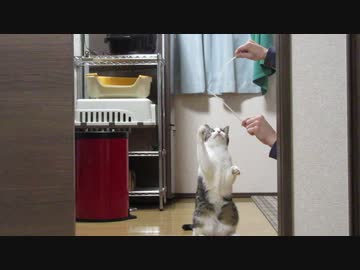 遊ばれる猫