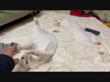 ウチューネコチャンと白たぬき、珍妙な寝相コンビネーションを披露する