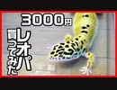 【反省してます！】レオパの紹介 7年飼ってます 【初めての爬虫類】