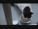 【Vlog】豚汁を丁寧に作る、猫、小さい頃からの謎