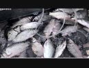 ディーゼル燃料入り魚
