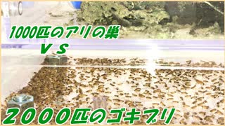 2000匹のゴキブリの楽園にアリを侵入させたら、泥沼の戦争になった。