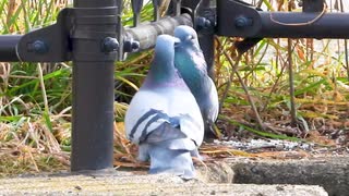 鳩のバトルとクルクルの舞