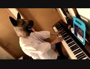 犬が【弾いてみた】 パプリカ　米津玄師バージョン　ピアノアレンジ 【耳コピ】Kenshi Yonezu / Paprika