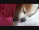 舌を出してすやすやするワンコ（パピヨン）10