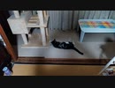 猫スズ(すず)動画　1909231915_12s_KVID1085　cari.jp
