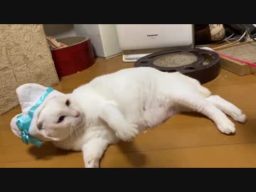 オッドアイの偽キティちゃん、動物かどうかも怪しくなる