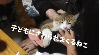 ついに子供たちに触られる猫たち