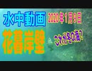 水中動画（2020年1月9日）in 花暮岸壁