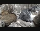 体調をくずした２匹　＃144