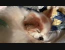 クルンと丸まって眠るワンコ（パピヨン）4