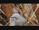 0118☃ミゾレ降る中ザリガニが鳥に捕食される