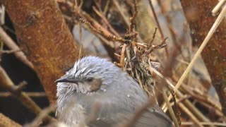 0118☃ミゾレ降る中ザリガニが鳥に捕食される