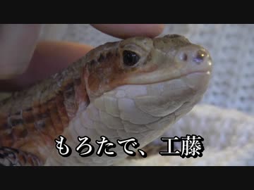 人気の 爬虫類 Av あにまるびでお 動画 701本 7 ニコニコ動画