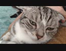撫でるの止めると怒ってくる猫