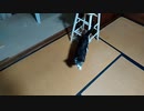 猫スズ(すず)動画　cari.jp