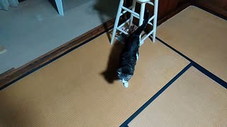 猫スズ(すず)動画　cari.jp