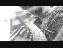 今日の野鳥さん達200119□（コゲラ、オナガ、カモ、セキレイ）