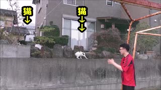 闇営業芸人のまねで猫に話しかけてみたらどうなる？？