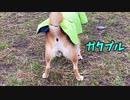 「犬は喜び庭かけまわり」は嘘？！雪の散歩に震える柴犬