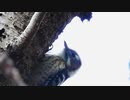 木を連打するコゲラさん