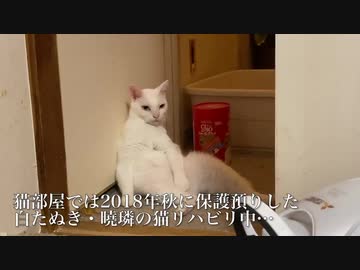 珍妙な白猫コンビ、猫がバグる